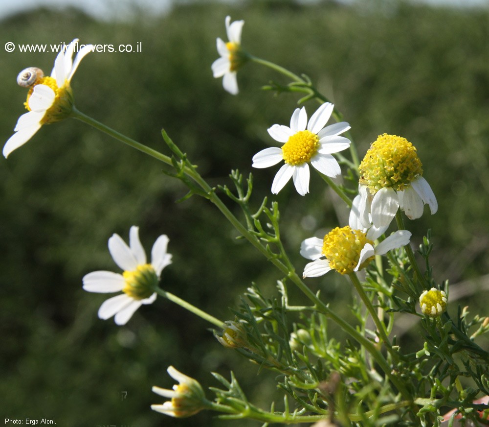 Anthemis brachycarpa