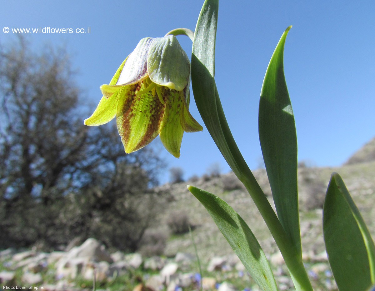 Fritillaria crassifolia