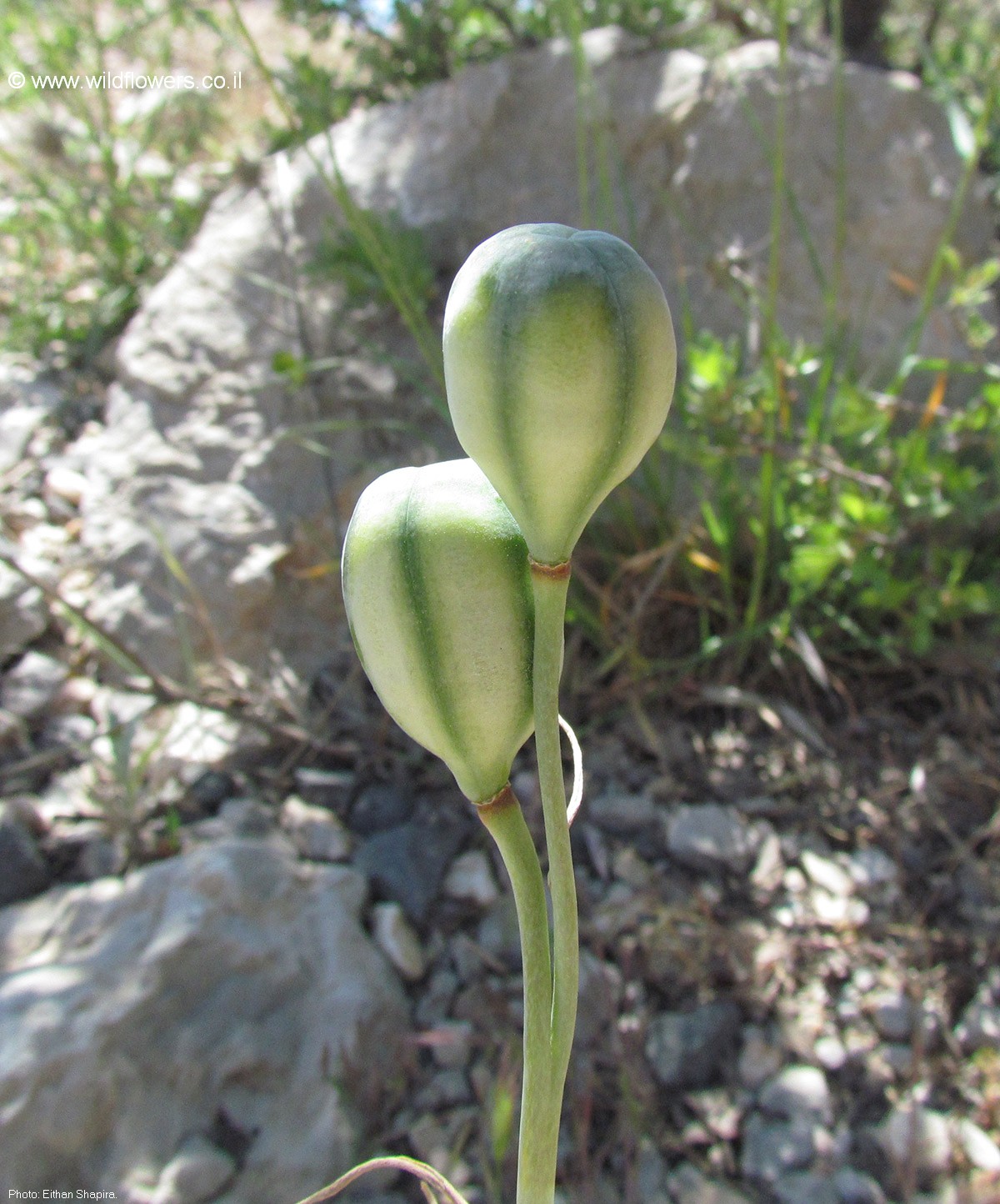 Fritillaria crassifolia