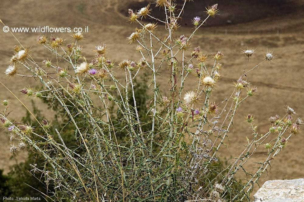 https://www.wildflowers.co.il/hebrew/picture.asp?ID=8939