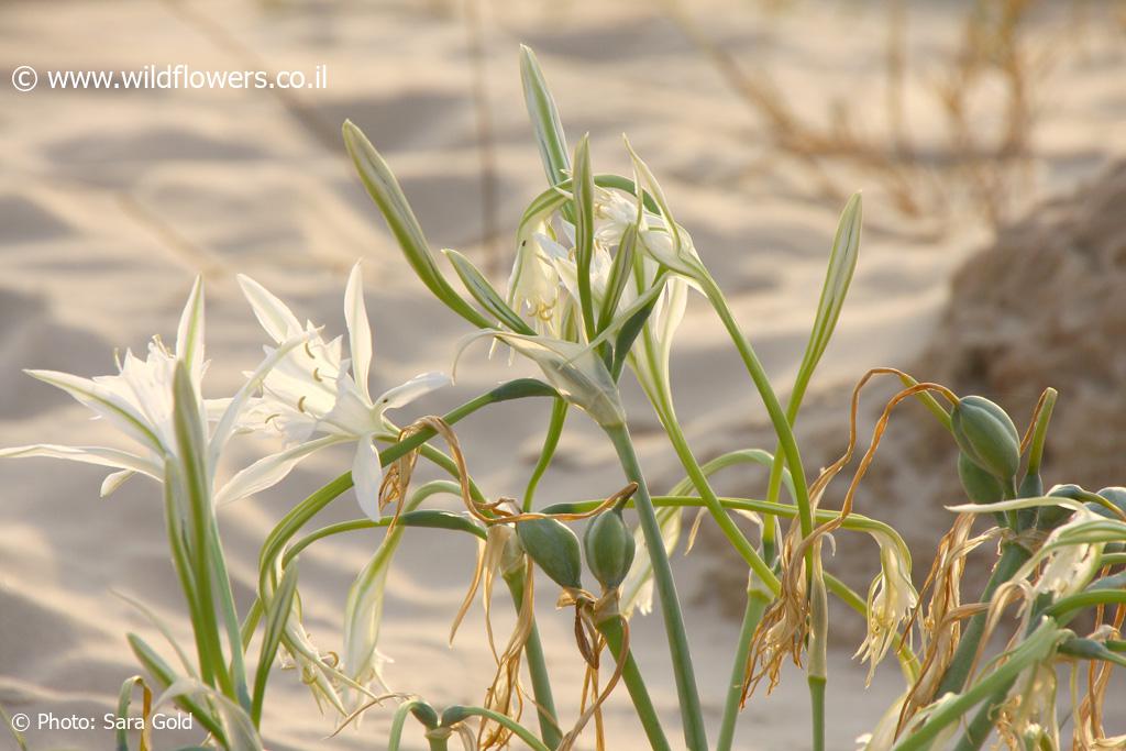 Pancratium maritimum