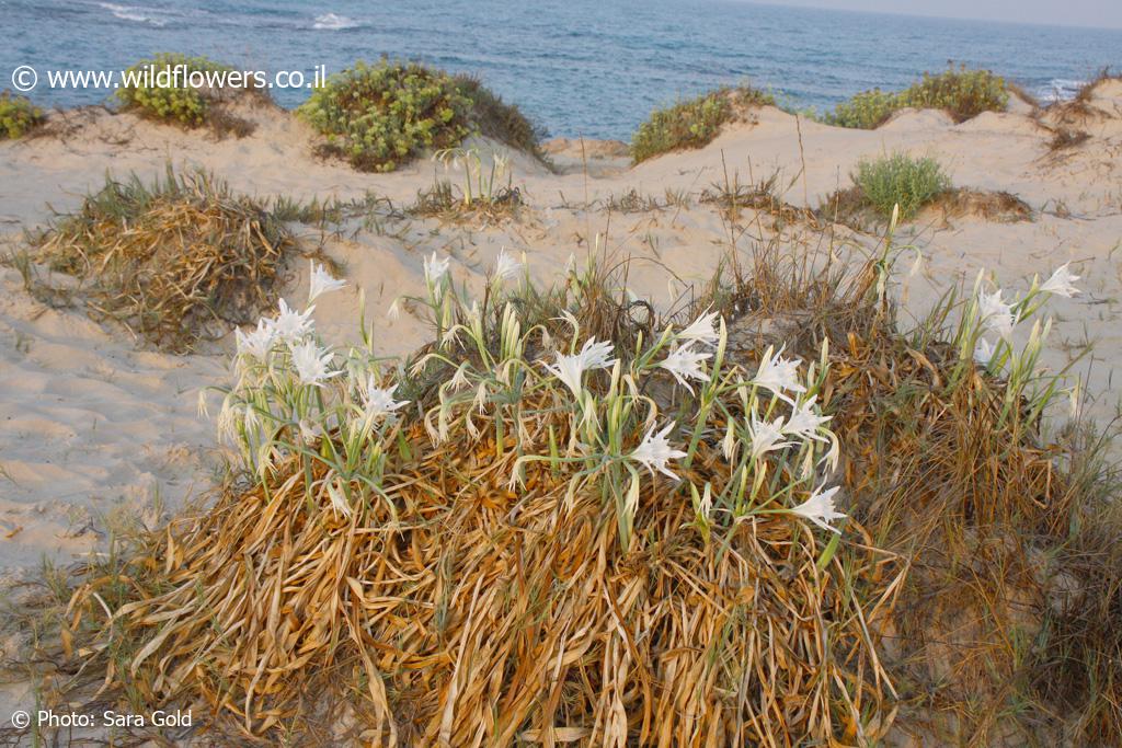 Pancratium maritimum