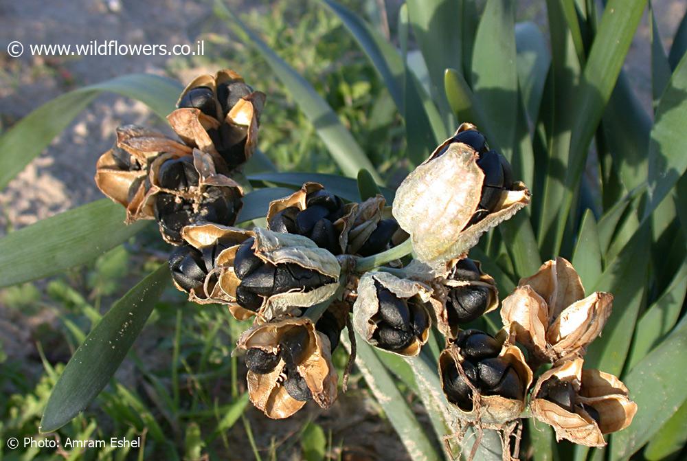 Pancratium maritimum