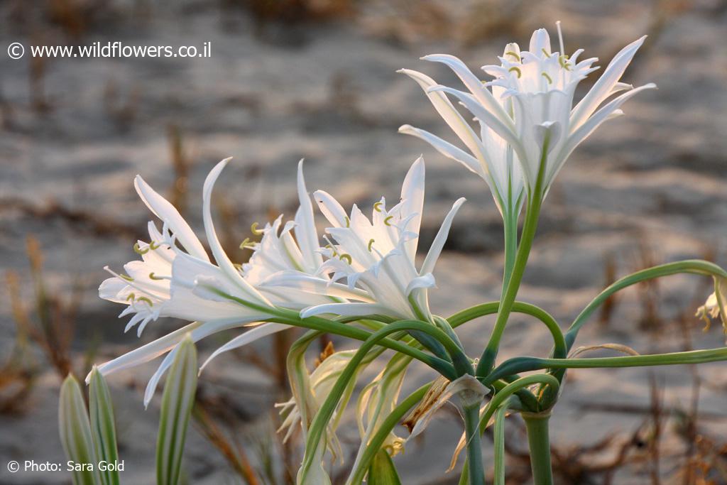 Pancratium maritimum