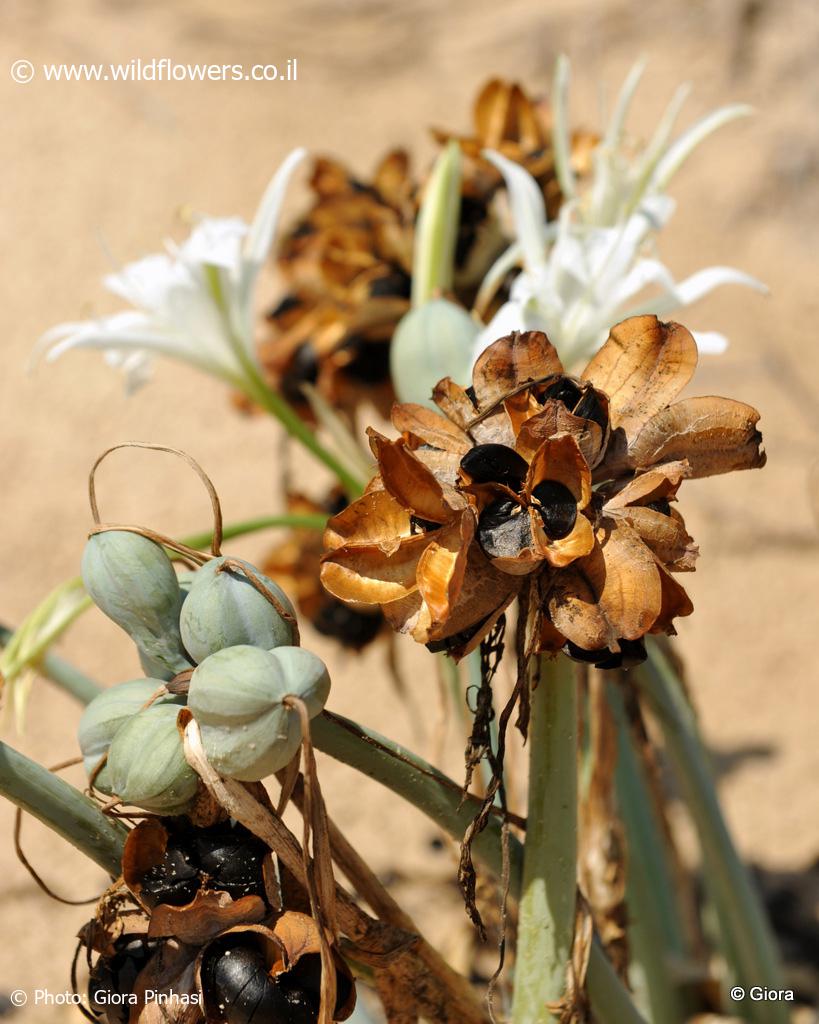 Pancratium maritimum