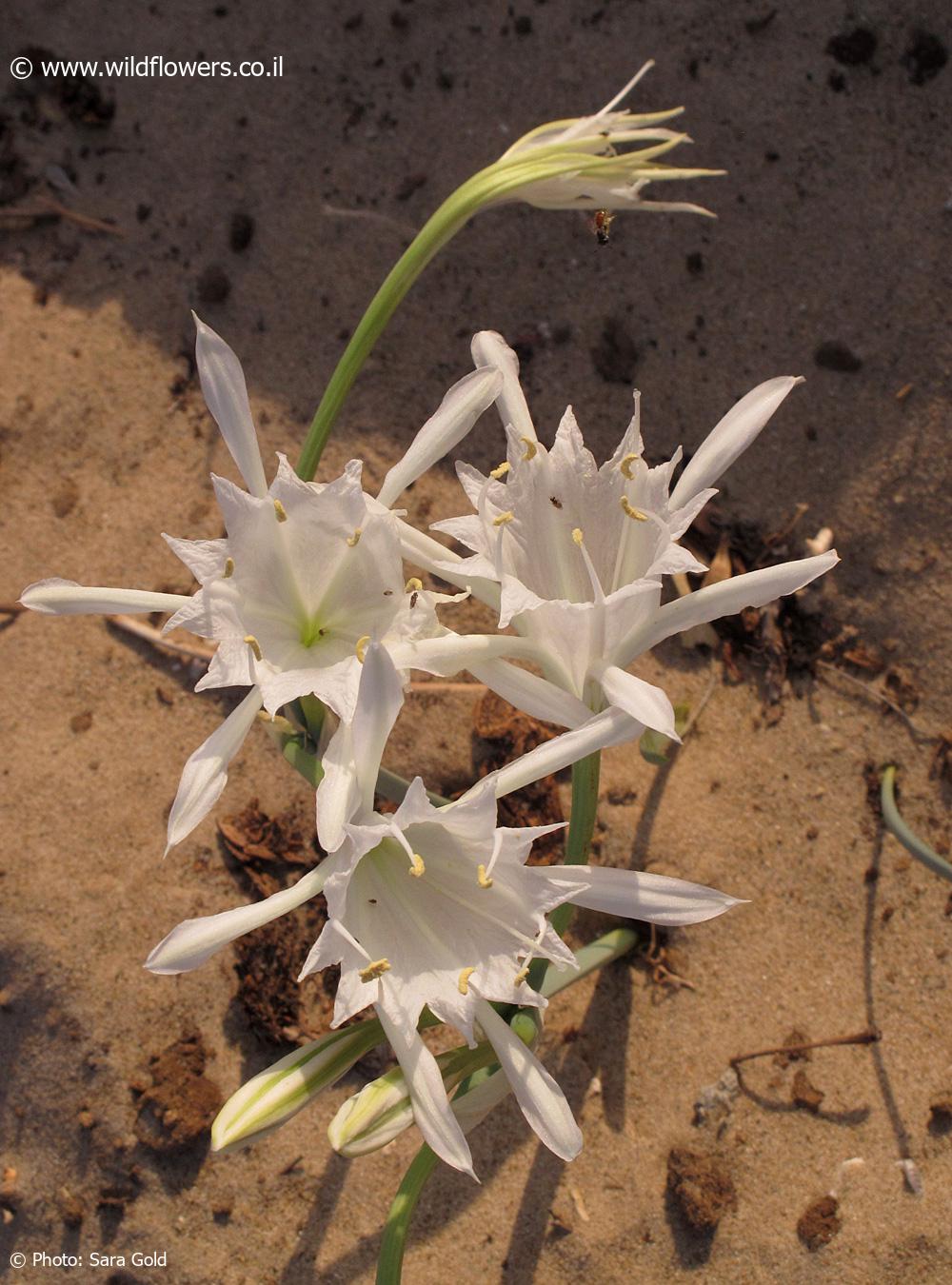 Pancratium maritimum