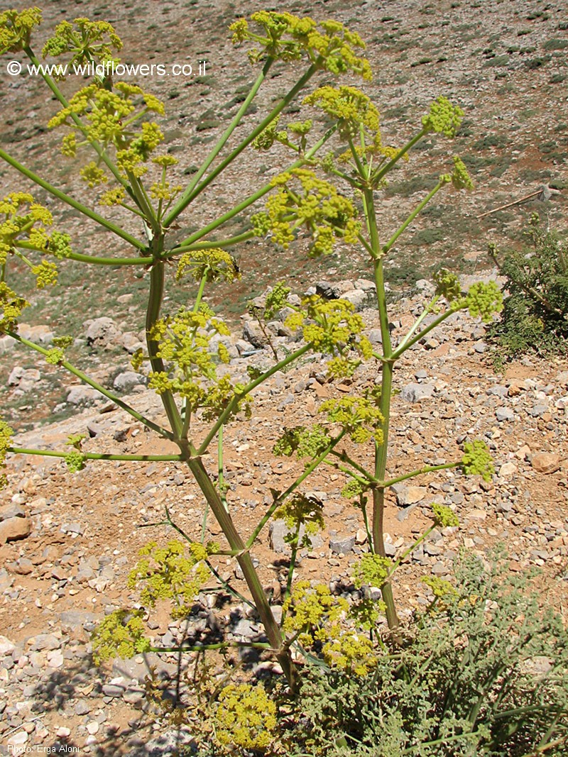 Ferulago trachycarpa