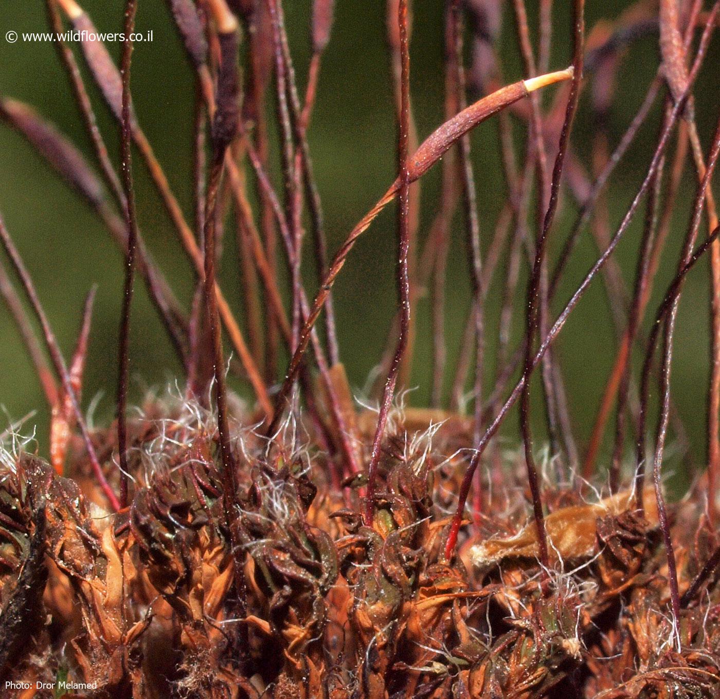 Syntrichia  montana