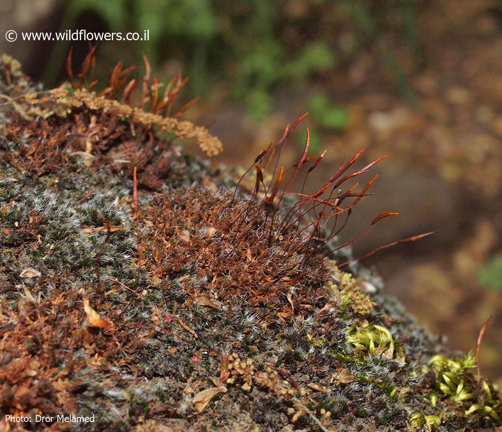 Syntrichia  montana