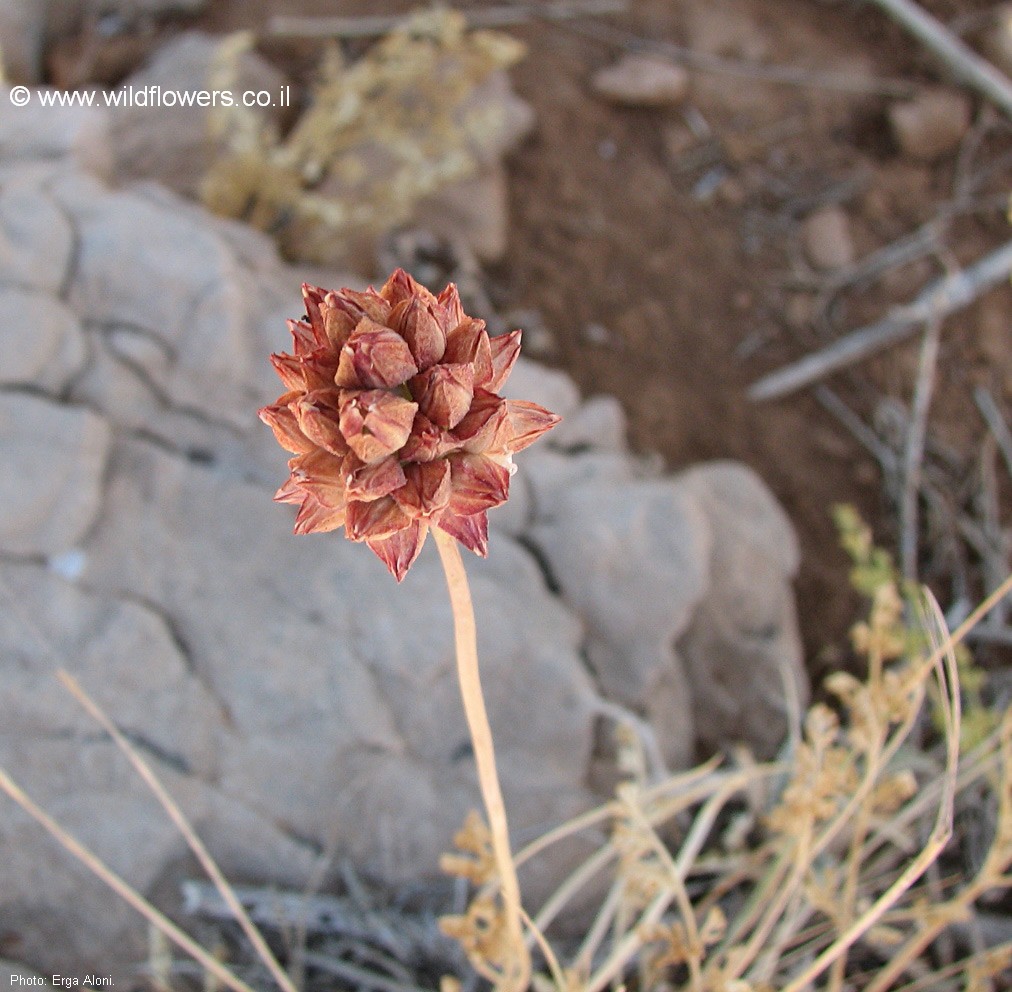 Allium rotundum