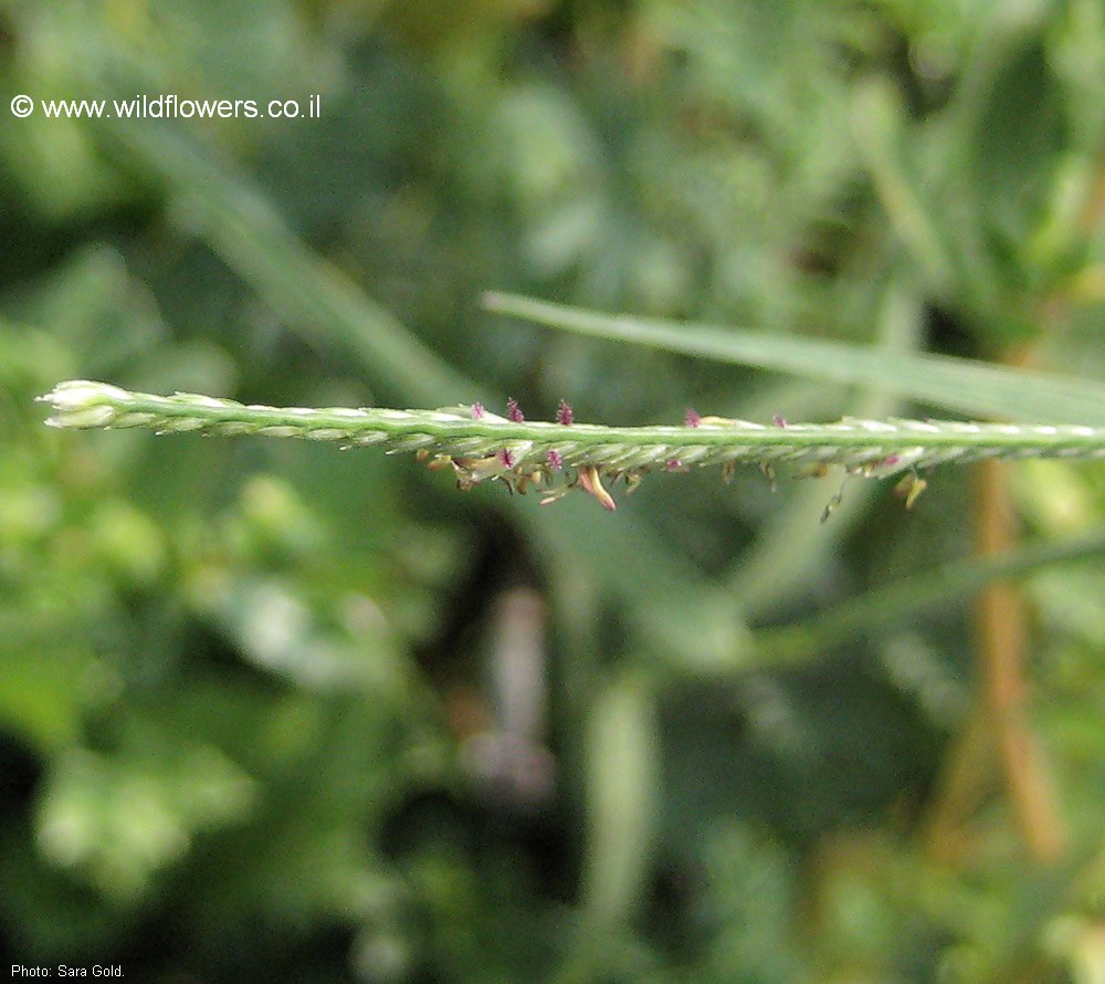 Digitaria sanguinalis