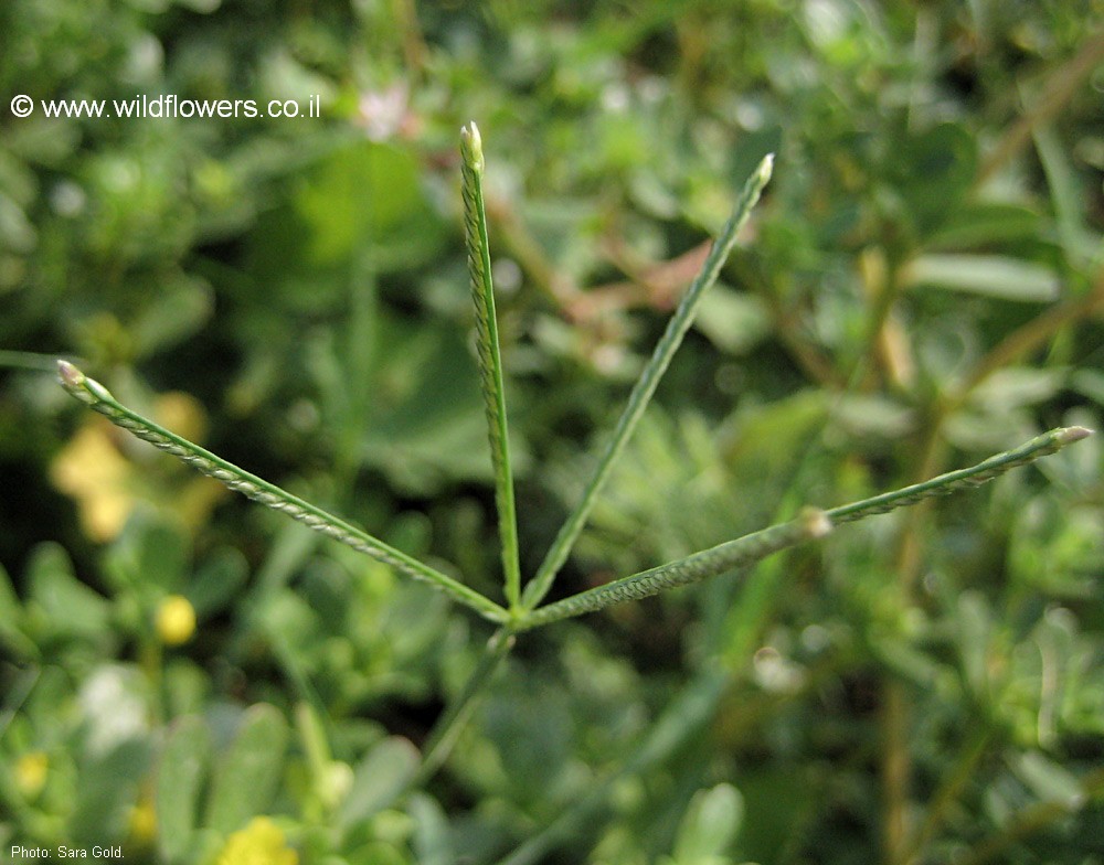 Digitaria sanguinalis