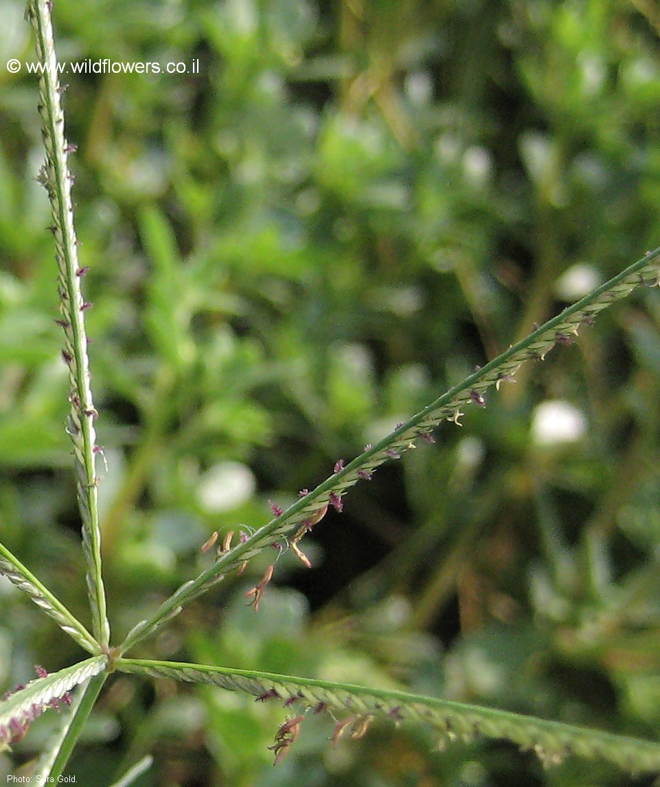 Digitaria sanguinalis