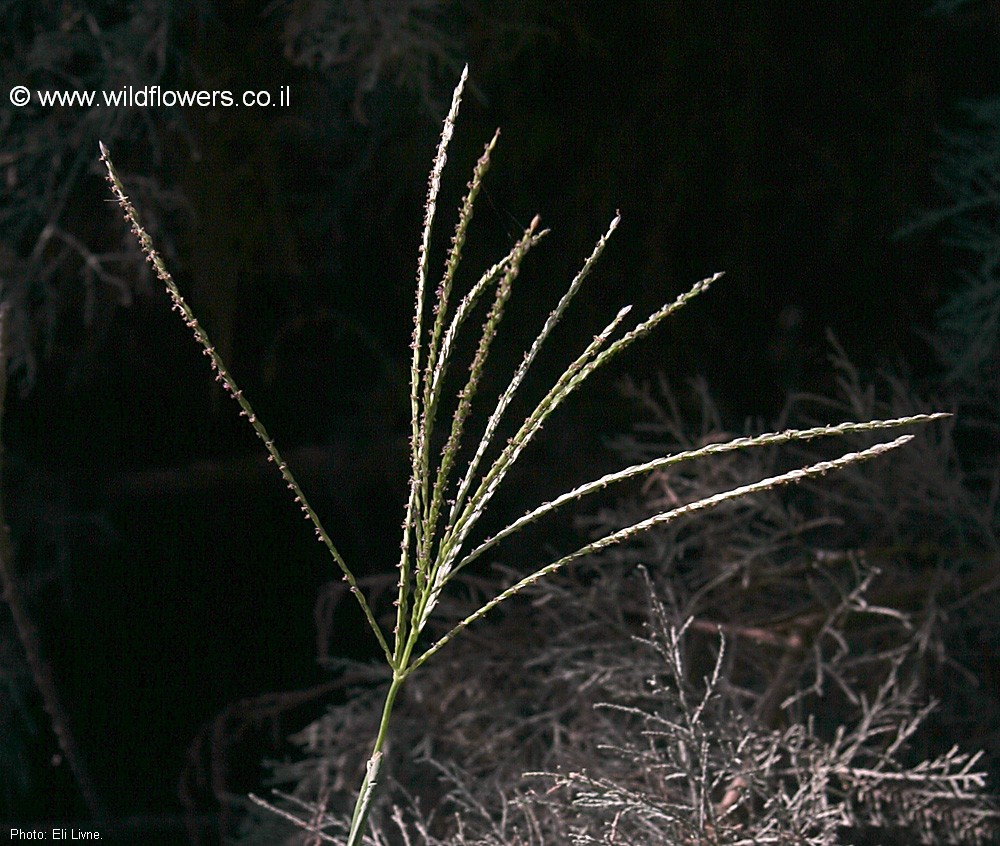 Digitaria sanguinalis