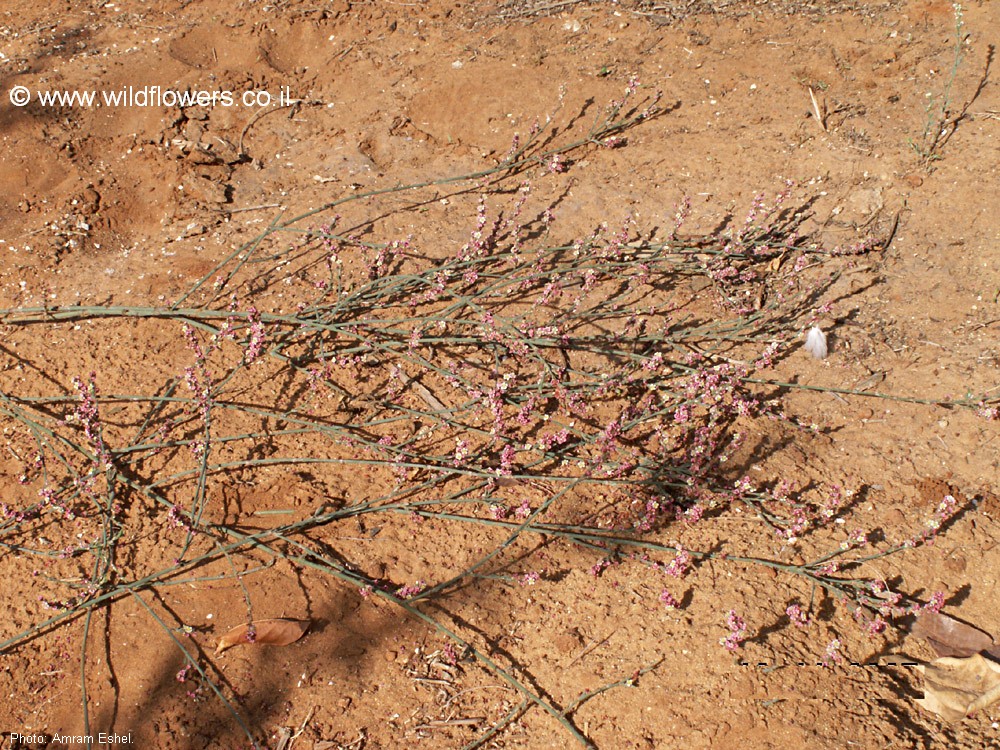 Polygonum equisetiforme