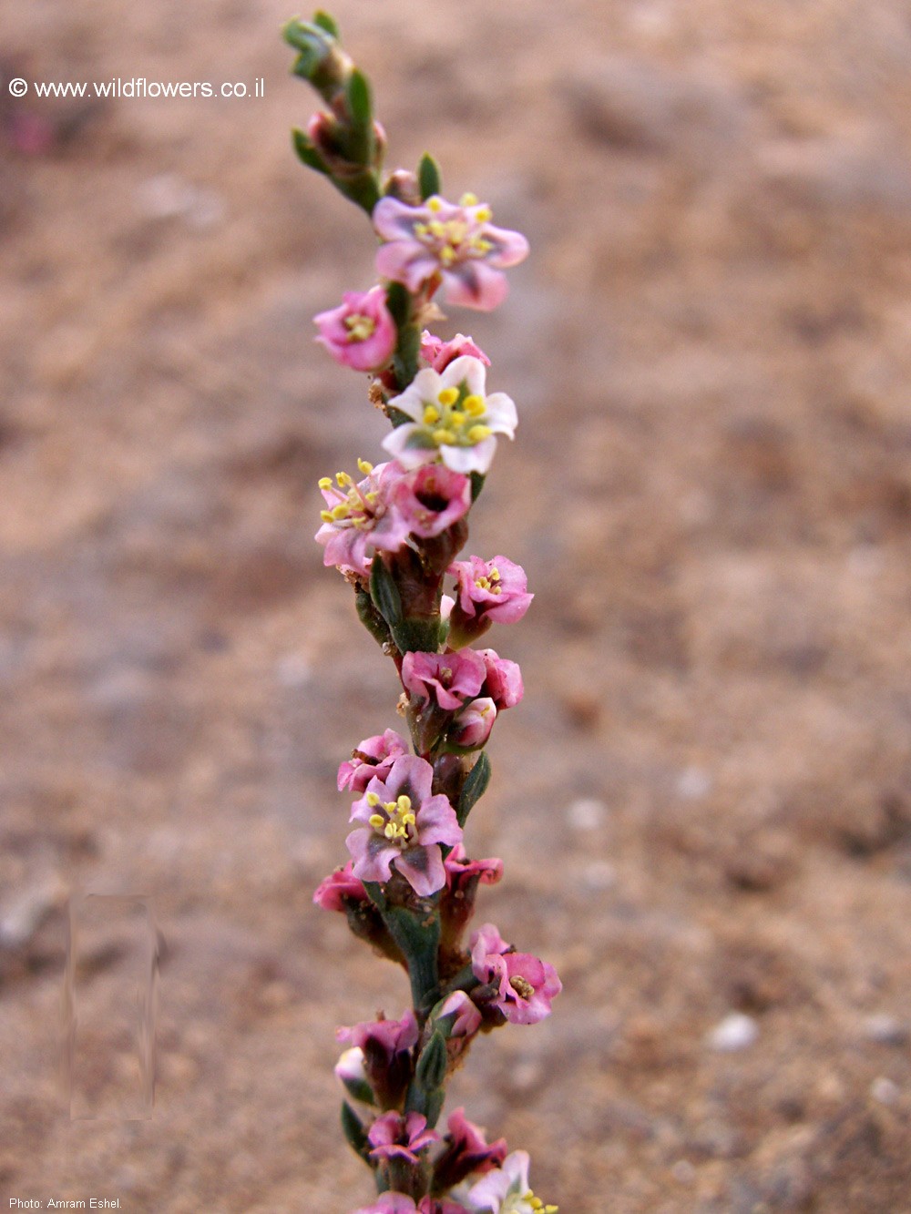 Polygonum equisetiforme