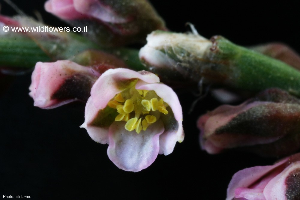 Polygonum equisetiforme