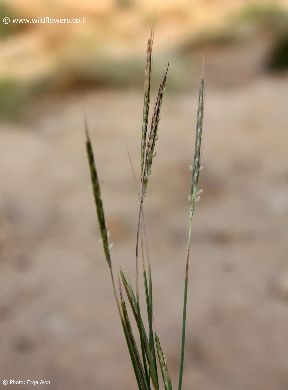 Dichathium foveolatum