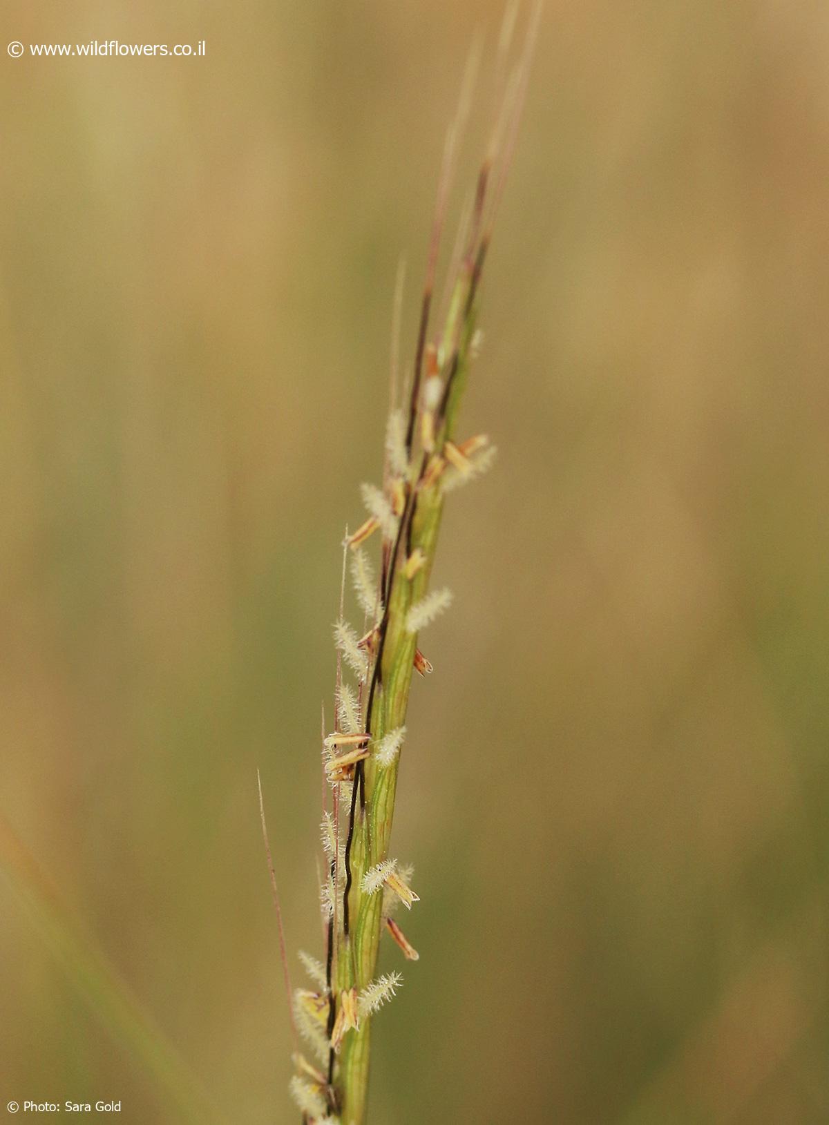 Dichathium foveolatum