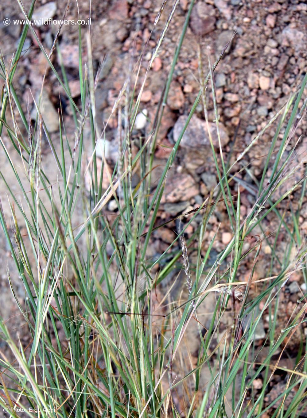 Dichathium foveolatum