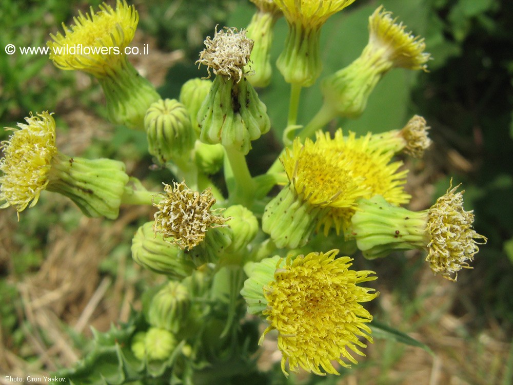 Sonchus asper