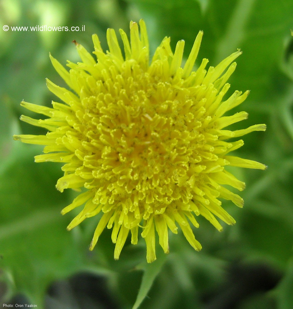 Sonchus asper