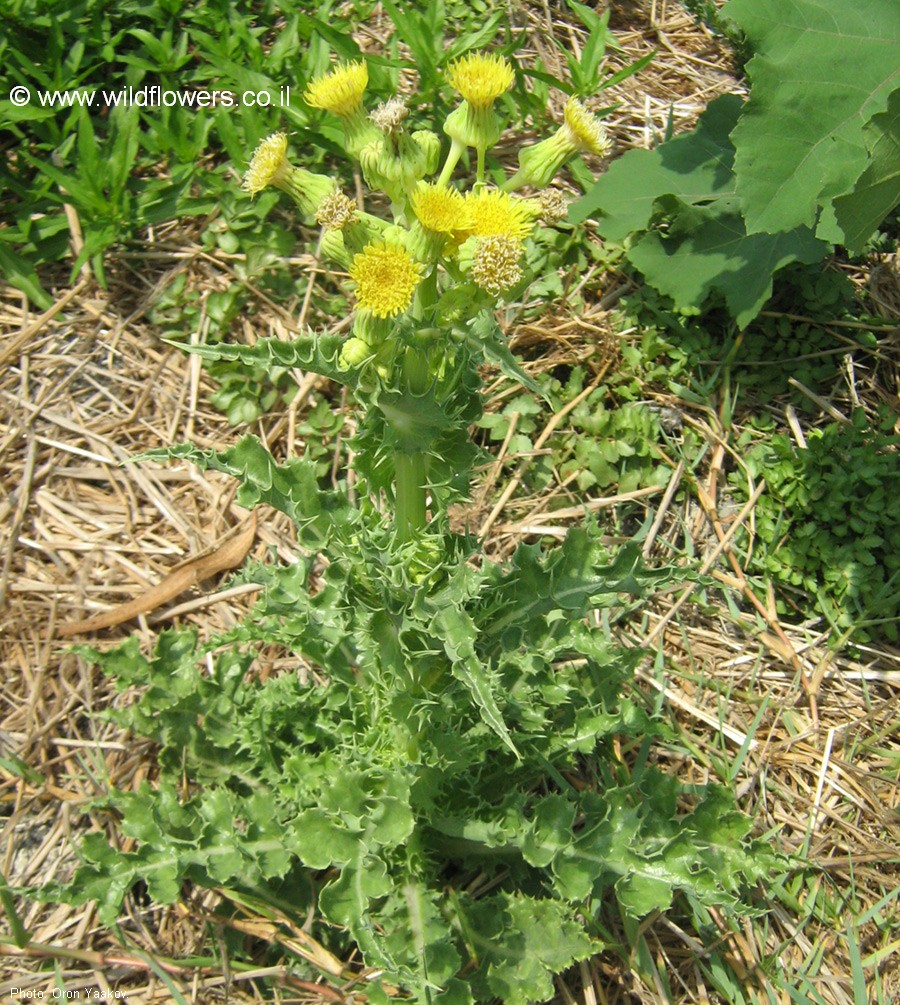 Sonchus asper