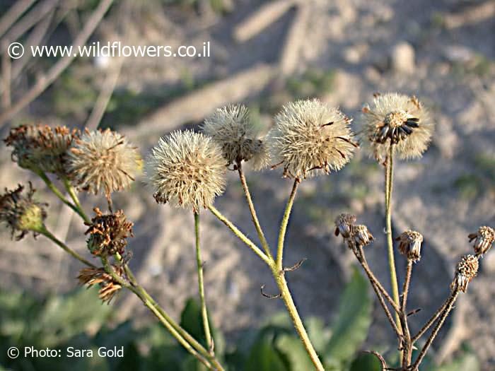 Heterotheca subaxillaris