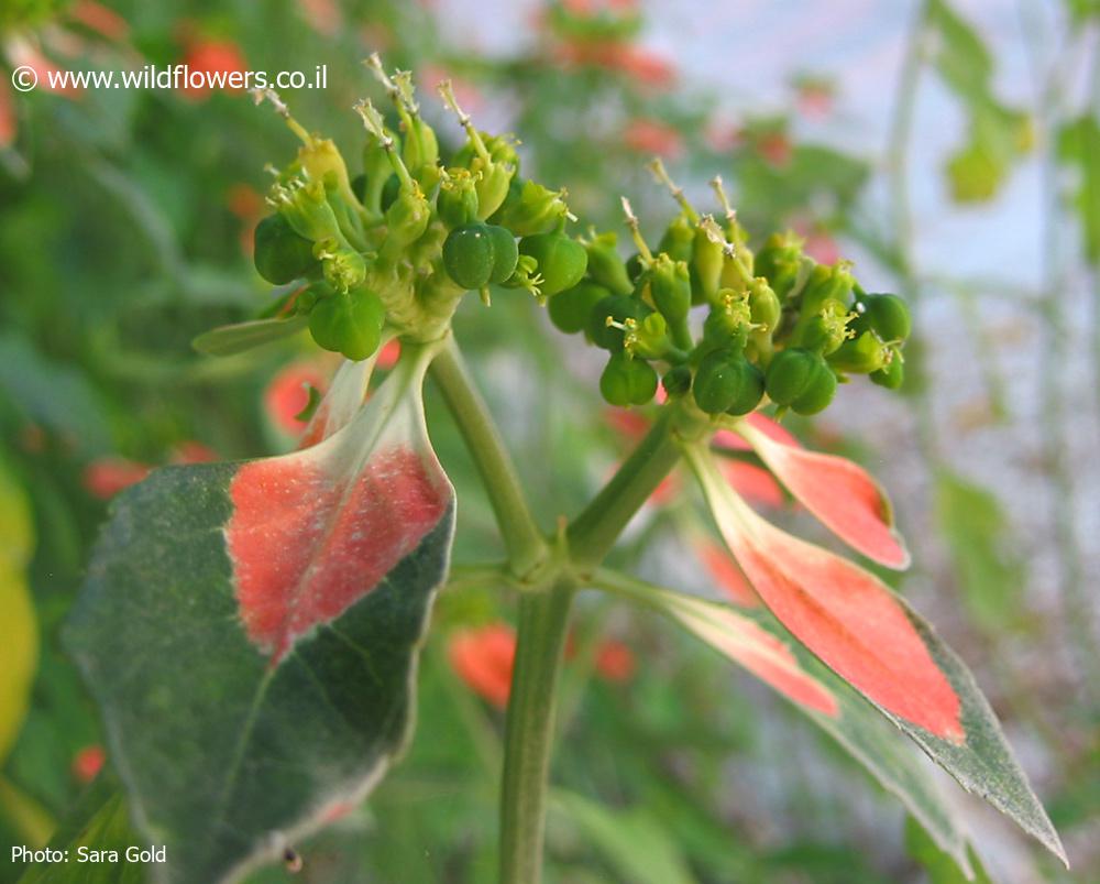 Euphorbia  cyathophora