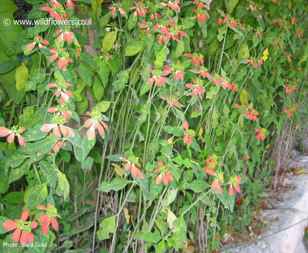 Euphorbia  cyathophora