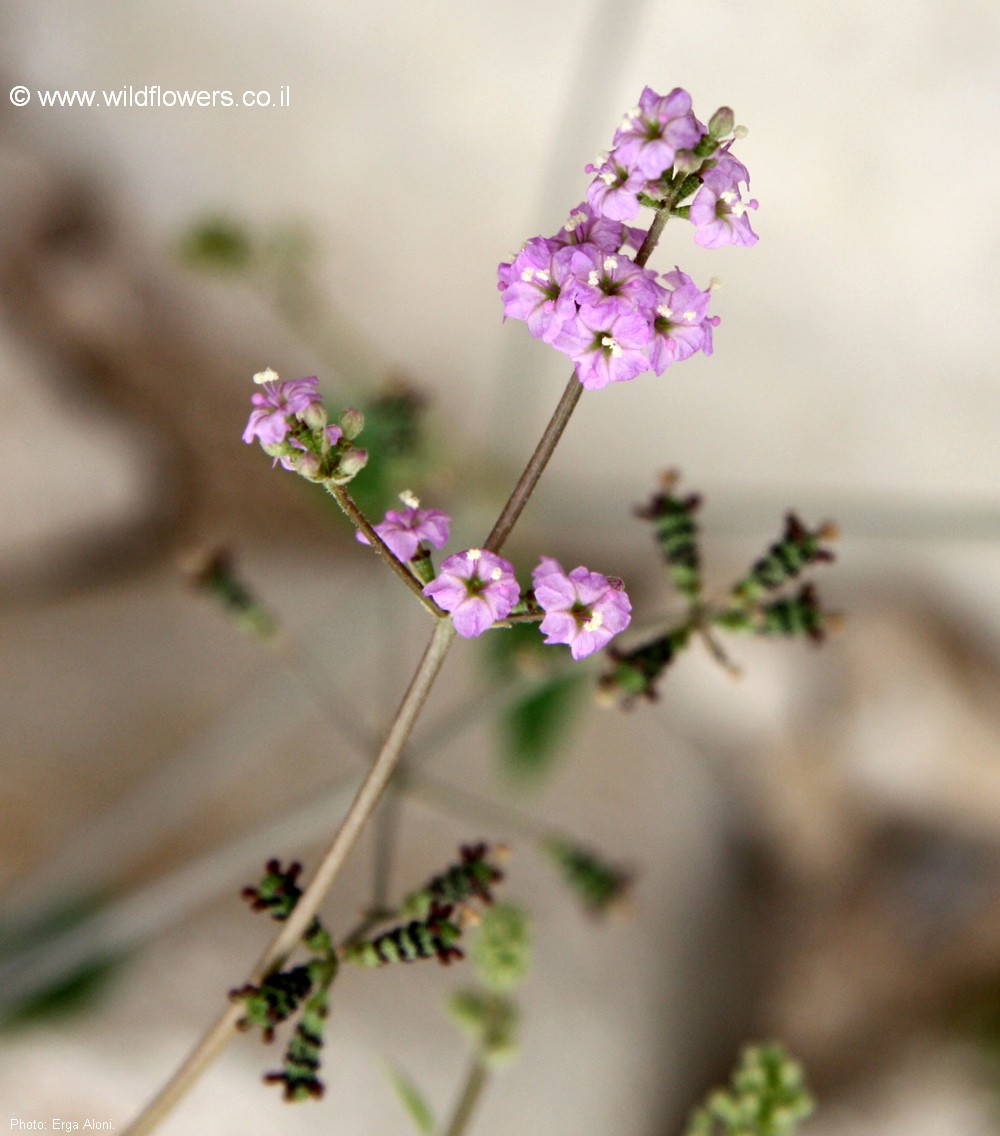 Commicarpus helenae