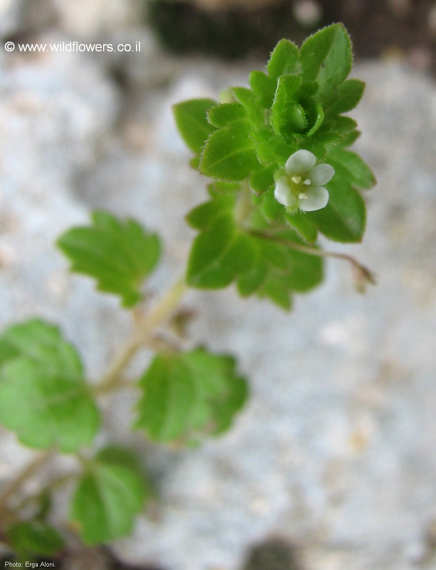 veronica panormitana