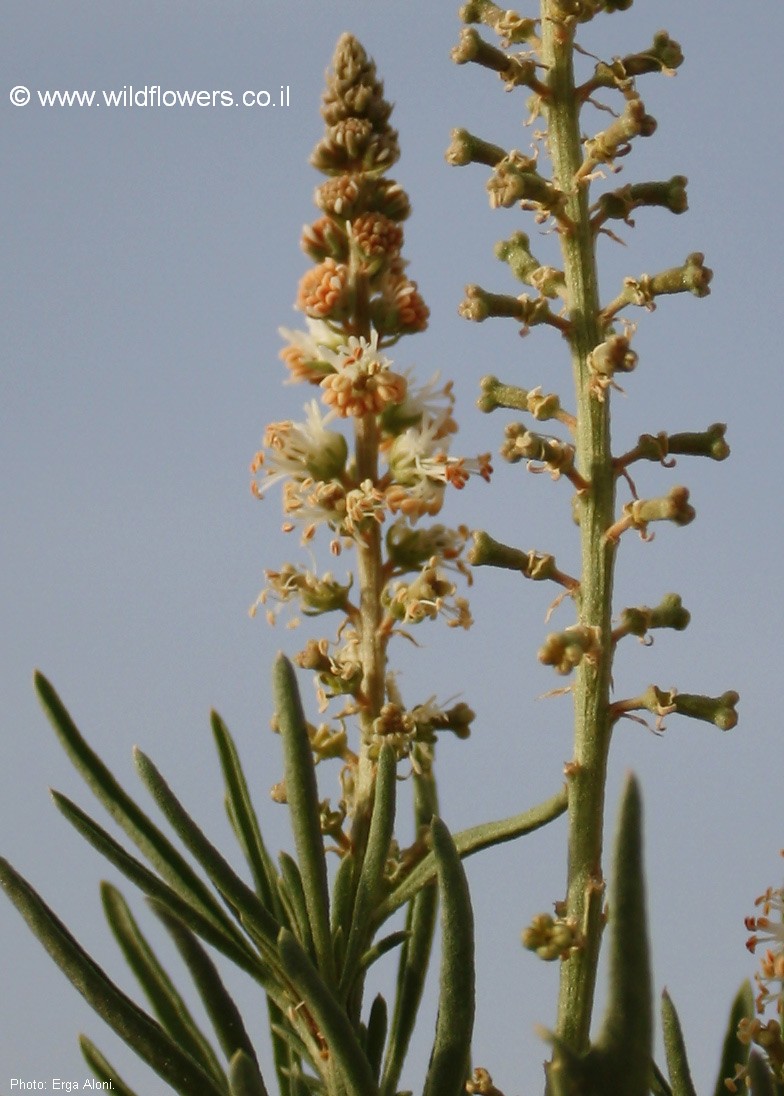 Reseda stenostachya