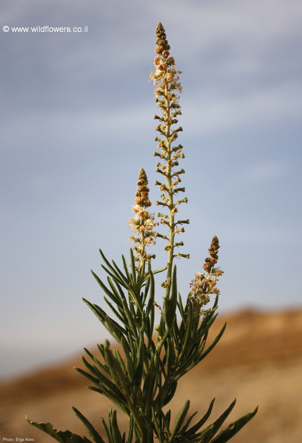 Reseda stenostachya