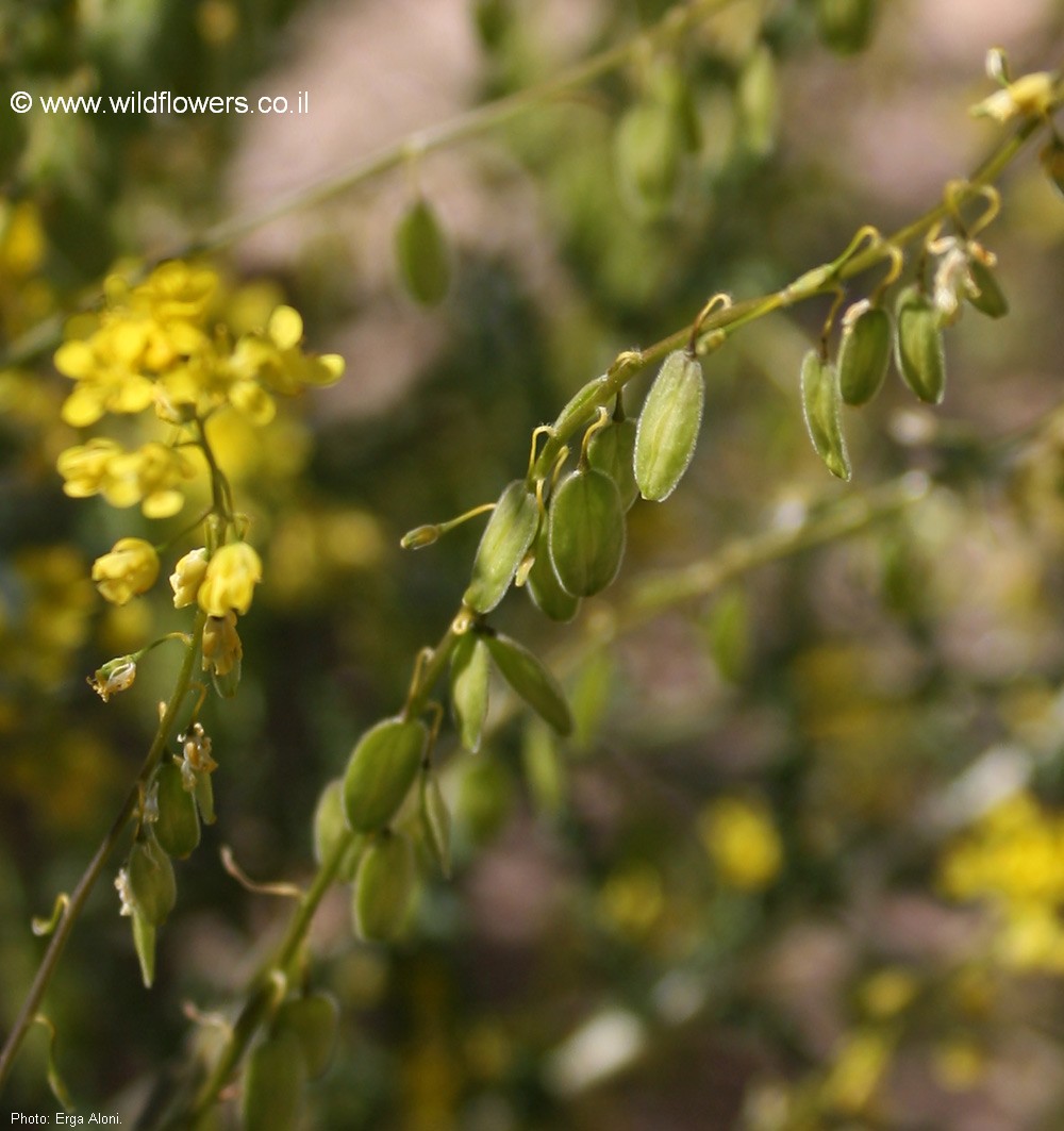 Isatis microcarpa