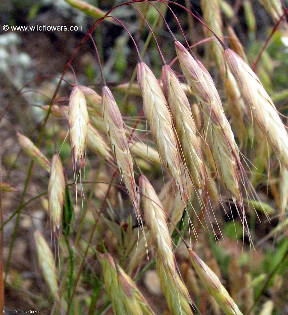 Bromus tigridis