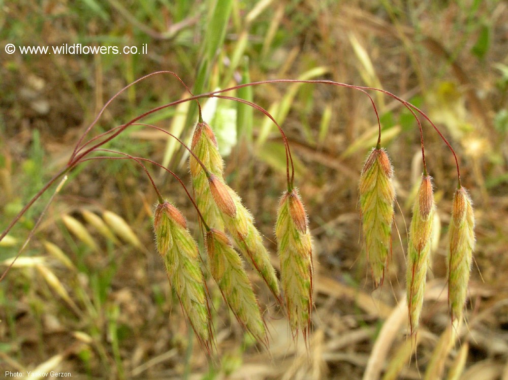 Bromus tigridis