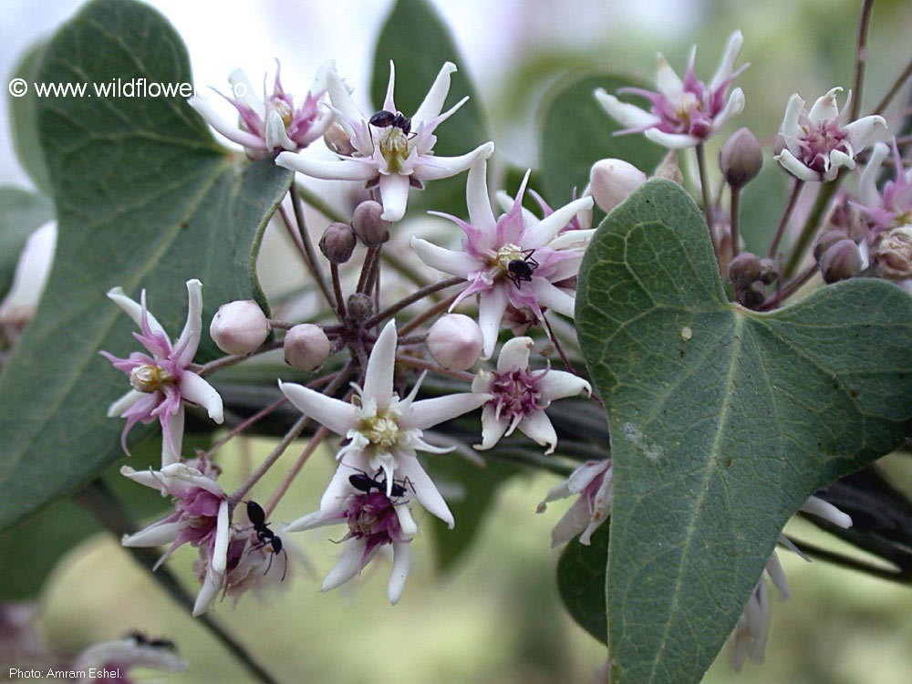 Cynanchum acutum