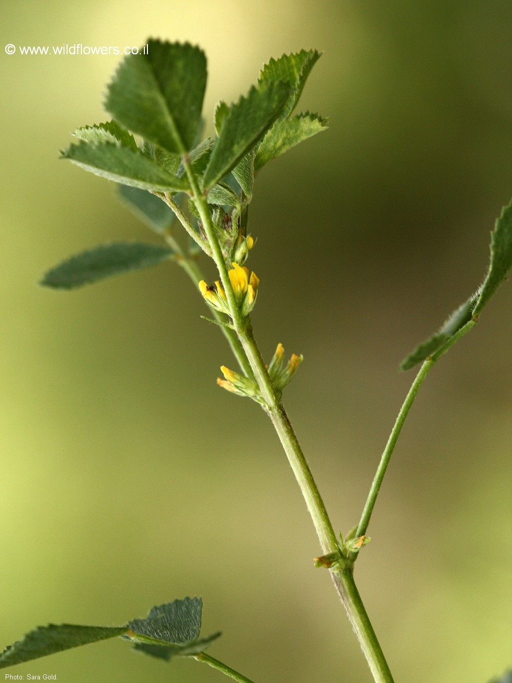 Trigonella monspeliaca