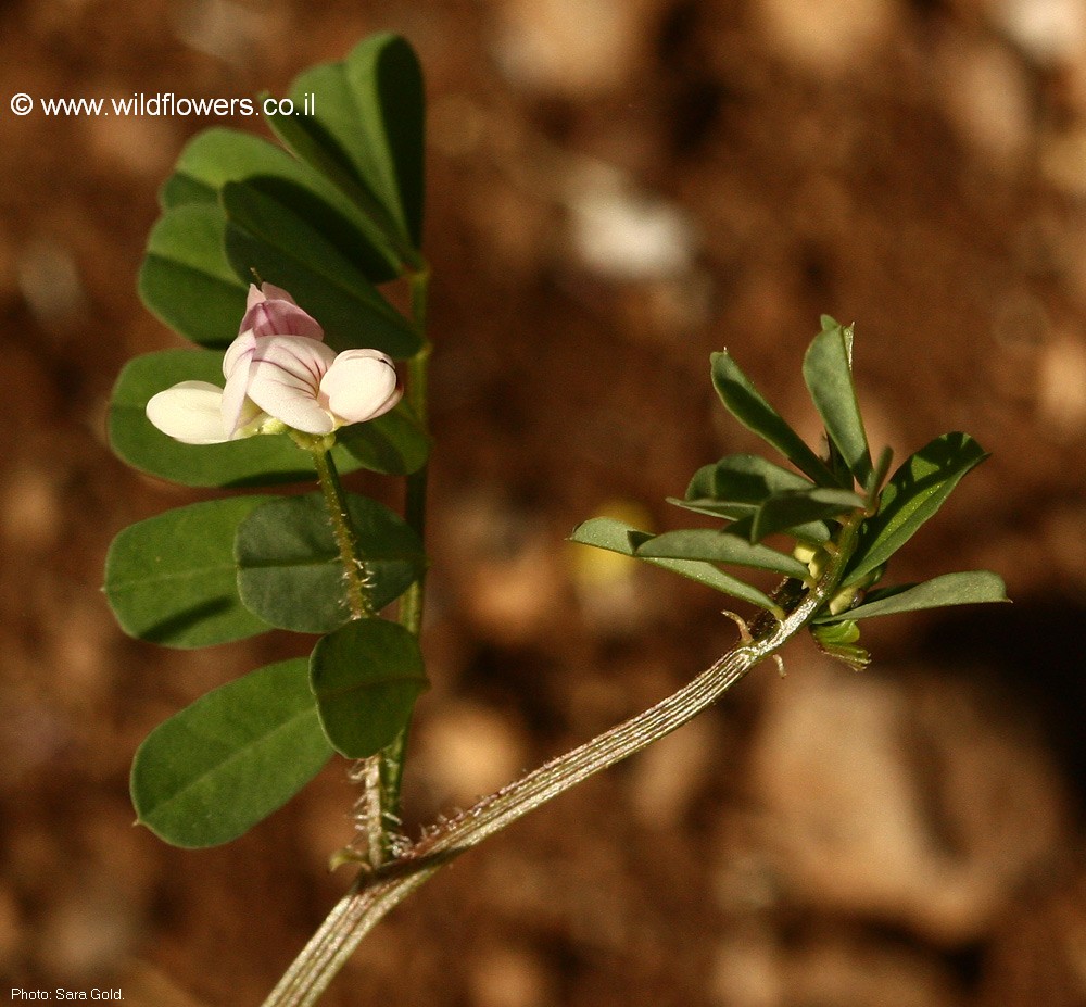 Securigera cretica