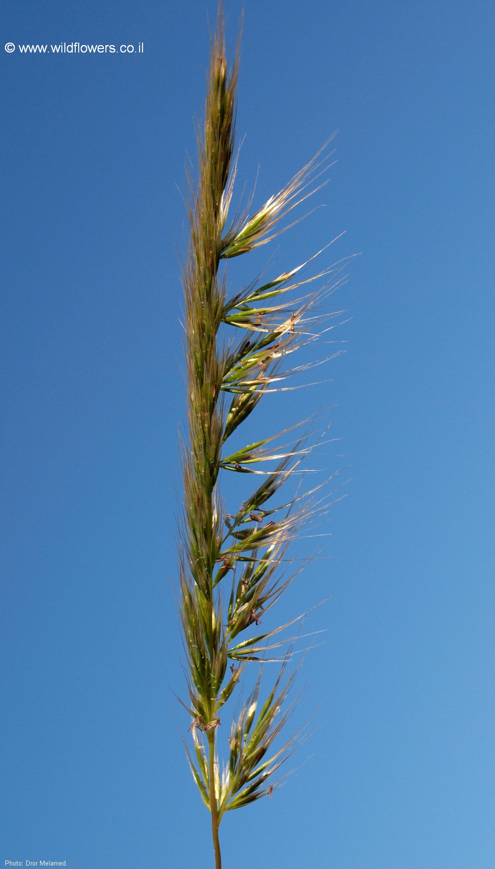 Trisetaria koelerioides