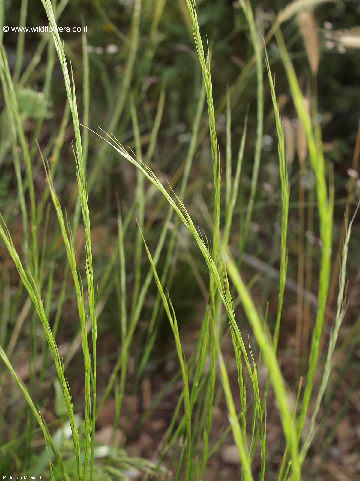 Stipa bromoides