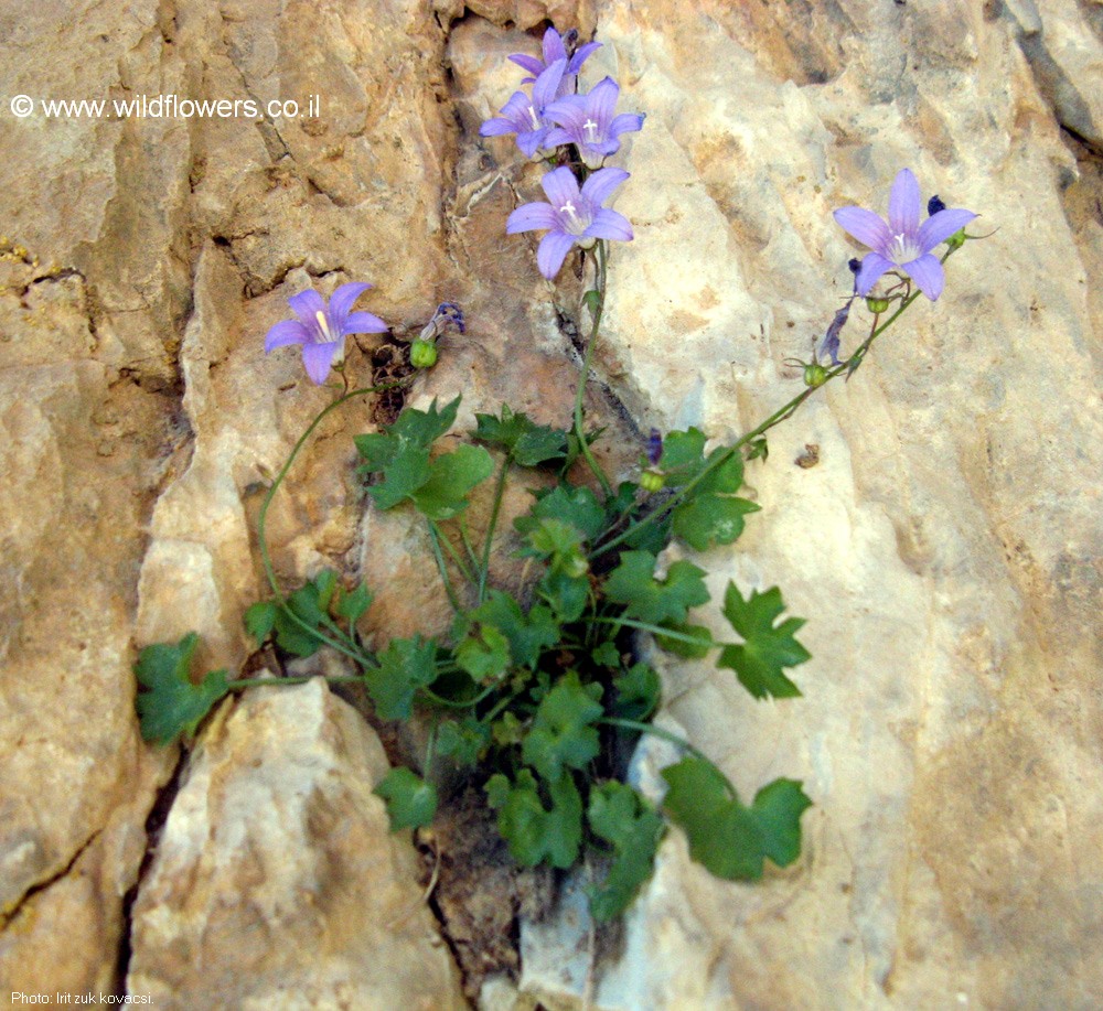 Campanula cymbalaria