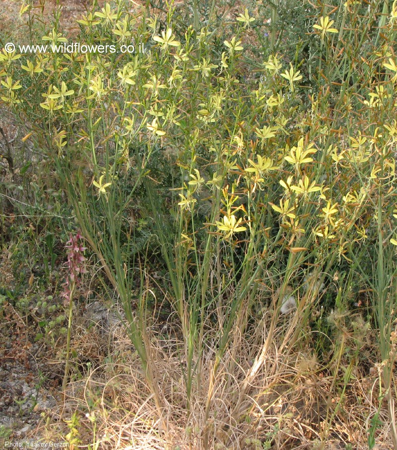 Asphodeline brevicaulis