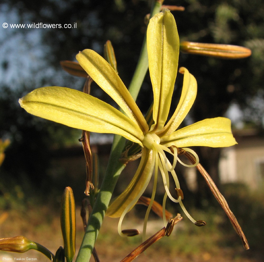 Asphodeline brevicaulis