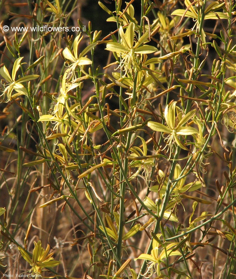 Asphodeline brevicaulis