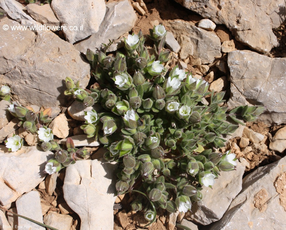 Cerastium inflatum