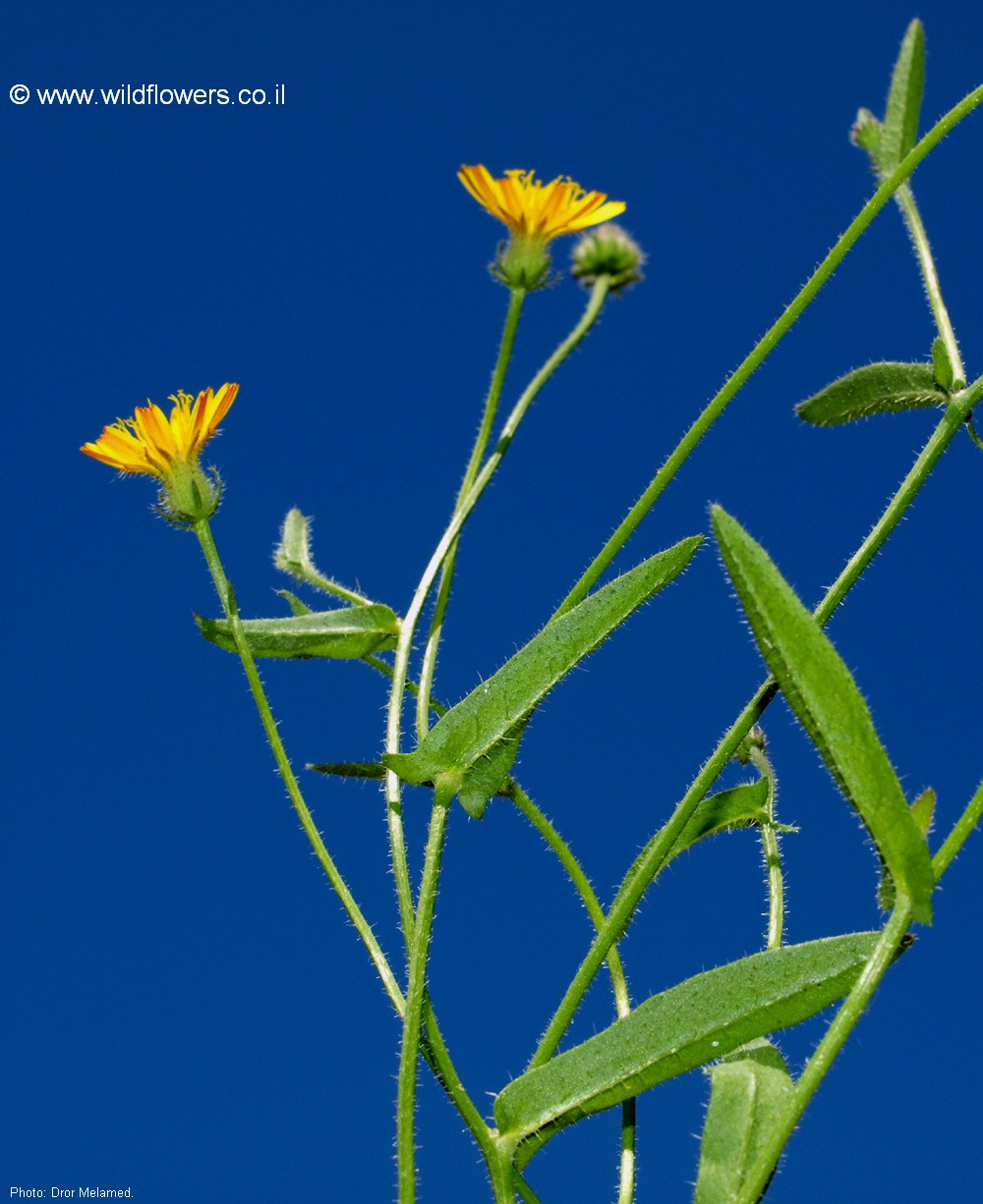 Picris altissima