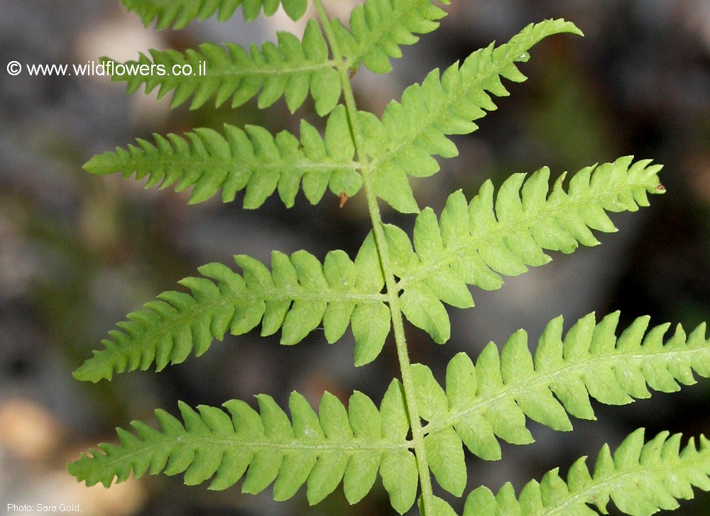 Thelypteris palustris