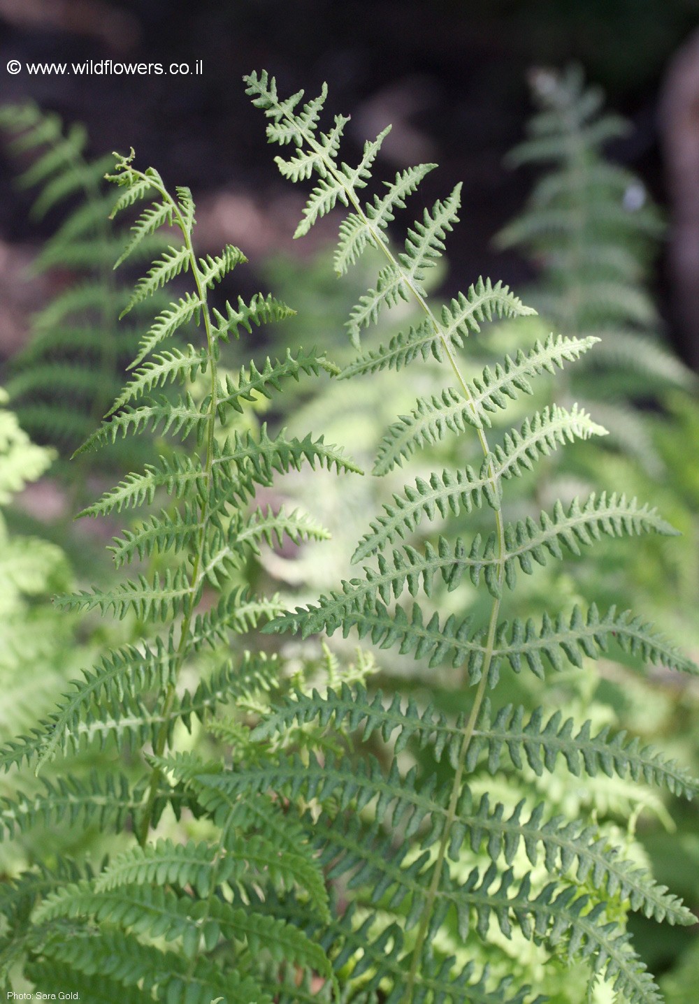 Thelypteris palustris